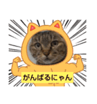 癒し系ねこちゃんあいさつスタンプ（個別スタンプ：31）