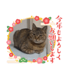 癒し系ねこちゃんあいさつスタンプ（個別スタンプ：39）