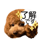 cocomarスタンプ（個別スタンプ：1）