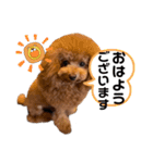 cocomarスタンプ（個別スタンプ：5）