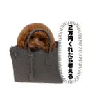 cocomarスタンプ（個別スタンプ：26）
