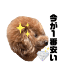 cocomarスタンプ（個別スタンプ：27）