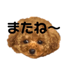 cocomarスタンプ（個別スタンプ：31）