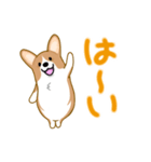 corgi-plus4（個別スタンプ：1）