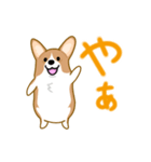 corgi-plus4（個別スタンプ：2）