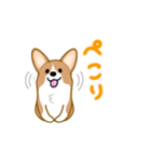 corgi-plus4（個別スタンプ：4）