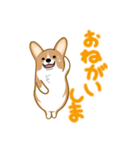 corgi-plus4（個別スタンプ：6）