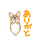 corgi-plus4（個別スタンプ：7）