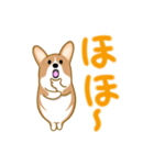 corgi-plus4（個別スタンプ：11）