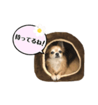 我が家のアイドル♪あんちゃんだよ！（個別スタンプ：2）