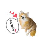 我が家のアイドル♪あんちゃんだよ！（個別スタンプ：4）