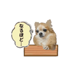 我が家のアイドル♪あんちゃんだよ！（個別スタンプ：7）