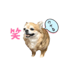 我が家のアイドル♪あんちゃんだよ！（個別スタンプ：10）