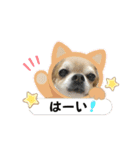 我が家のアイドル♪あんちゃんだよ！（個別スタンプ：15）