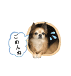 我が家のアイドル♪あんちゃんだよ！（個別スタンプ：16）