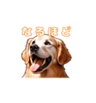 愛犬ゴールデンレトリバーといっしょ（個別スタンプ：6）