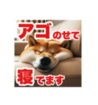 柴犬あるあるスタンプ①（個別スタンプ：18）