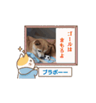 動くわんにゃんスタンプ（個別スタンプ：11）