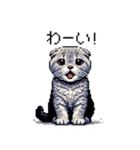 ドット絵 スコティッシュフォールド ブルー（個別スタンプ：20）