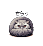 ドット絵 スコティッシュフォールド ブルー（個別スタンプ：31）