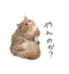 ぼくはぽん太（個別スタンプ：1）