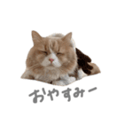ぼくはぽん太（個別スタンプ：2）
