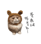 ぼくはぽん太（個別スタンプ：3）