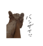 ぼくはぽん太（個別スタンプ：4）
