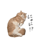 ぼくはぽん太（個別スタンプ：5）