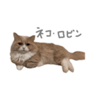 ぼくはぽん太（個別スタンプ：7）