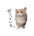 ぼくはぽん太（個別スタンプ：11）