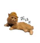 ぼくはぽん太（個別スタンプ：13）