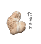 ぼくはぽん太（個別スタンプ：16）