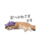 ぼくはぽん太（個別スタンプ：17）