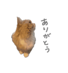 ぼくはぽん太（個別スタンプ：21）