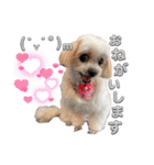 @momopupgood（個別スタンプ：2）