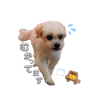 @momopupgood（個別スタンプ：8）