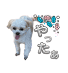 @momopupgood（個別スタンプ：14）