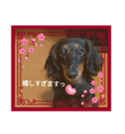 まろ犬モカの日常語（個別スタンプ：8）