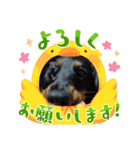 まろ犬モカの日常語（個別スタンプ：10）