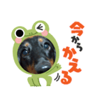 まろ犬モカの日常語（個別スタンプ：15）