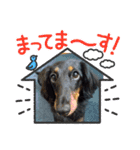 まろ犬モカの日常語（個別スタンプ：16）