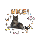 ねこダイ好き（個別スタンプ：2）