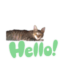 ねこダイ好き（個別スタンプ：3）