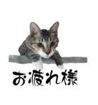 ねこダイ好き（個別スタンプ：6）