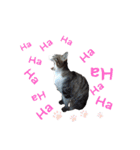 ねこダイ好き（個別スタンプ：8）