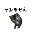 ねこダイ好き（個別スタンプ：10）