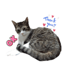 ねこダイ好き（個別スタンプ：11）