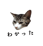 ねこダイ好き（個別スタンプ：12）