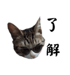 ねこダイ好き（個別スタンプ：14）